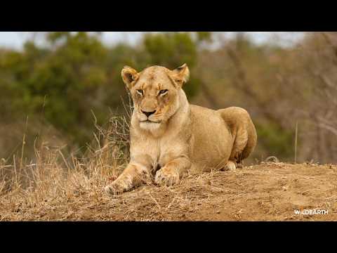Lions in love - SafariLIVE Sunset - 18 February 2026