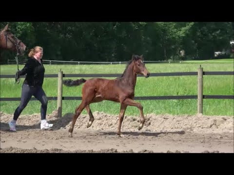 *2022 Stute von Contino Quick PS - Chacco Son I