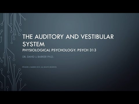 09--The neuroscience of the auditory and vestibular system
