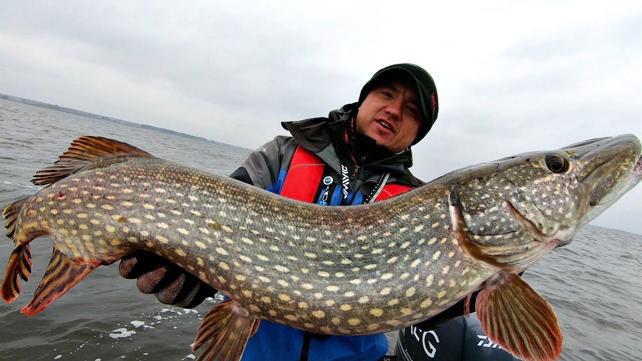 Вот это мамочка клюнула! Трофейная щука на большой силикон!