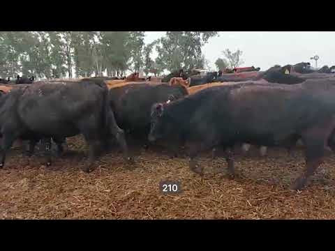 Lote 200 Vacas PC preñadas en Marcos Juárez, Córdoba