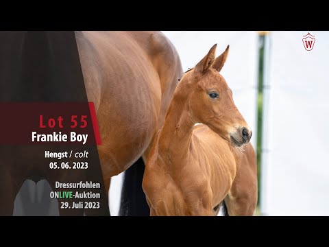 ONLIVE-AUKTION Lot 55 Frankie Boy Hengst v. Franco Nero - Fürst von Soest