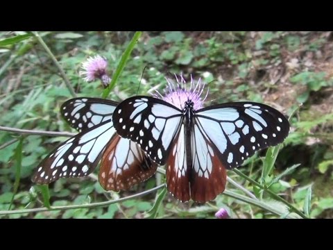 旅するチョウ「アサギマダラ」～東山動植物園～