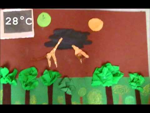 Das Tageszeitenklima im Regenwald von Franca