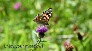 Thumbnail for Creating a wildflower meadow