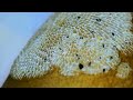 New ID Lacy Crust Bryozoan