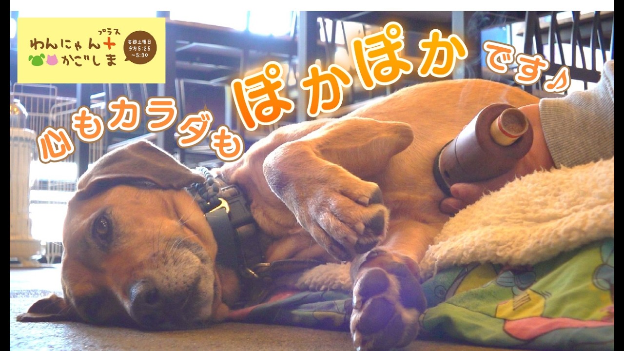【わんにゃんプラスかごしま】「心もカラダもぽかぽかです♪」