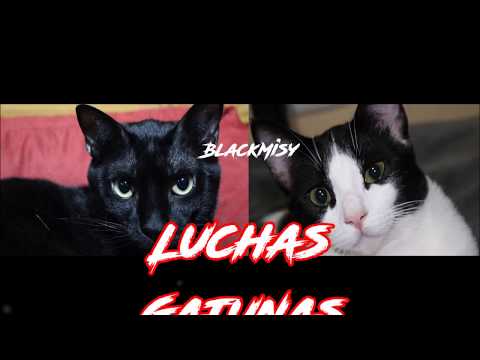 Luchas Gatunas