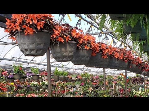 Greenhouse flower shopping.