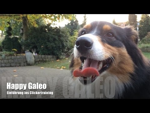 Einführung ins Clickertraining mit Happy Galeo. Hundetricks schneller beibringen