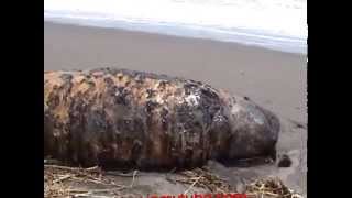 preview picture of video 'A BABY WHALE STRANDED ON PARANGKUSUMO BEACH, YOGYAKARTA, INDONESIA'