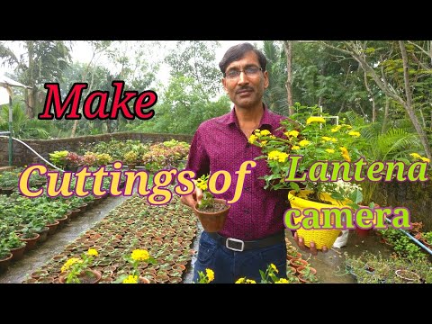 How to Grow Cuttings of Lantana Camara