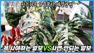 이런 몬스테라 알보는 절대 사지마세요!! 몬스테라 공중뿌리의 중요성과 알보 몬스테라 빨리 키우기!!