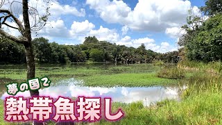 熱帯魚水槽に入れる魚を獲りに行った場所が天国のようでした/捕まえた魚を飼育、餌はまさかのアレ