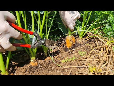 Is it necessary to cut carrots? How to make your carrots big?
