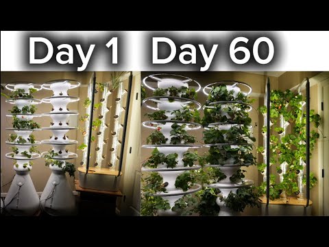 Growing Bare Root Strawberries Indoor -  Hydroponic - Gardyn vs. Lettuce Grow Farmstand