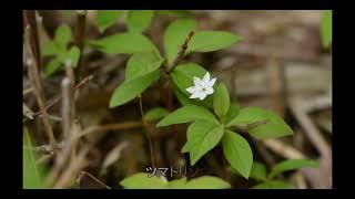 レンゲツツジ：五味池破風公園・美ヶ原白樺林