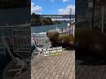 I Didn T Know Sea Lions Could Bark