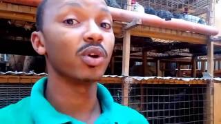 Building a poultry house for chicken | kienyeji chicken poultry house | Homerange Poultry Farm