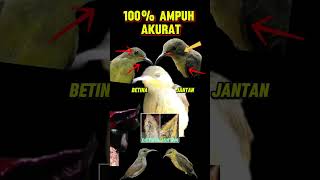Download lagu Ciri-Ciri Konin Ijoan Jantan dan Betina #konin mp3