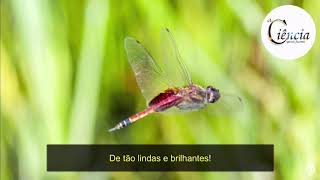 Conheça um pouco sobre as jóias voadoras, libélulas!