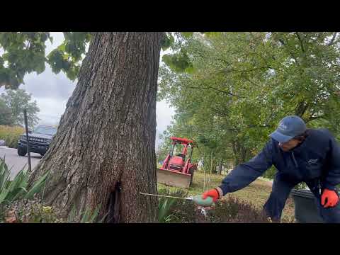 European Hornet Nest Inside Tree in West Creek, NJ