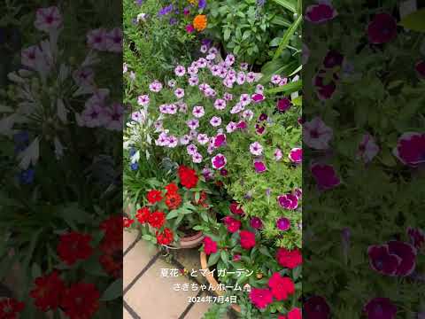 バラの茂みにあるヒルガオを自然に取り除く方法は？この 4 つの動作が彼の最大の敵です。  庭園