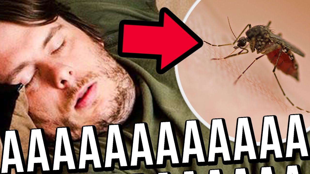 PQ OS PERNILONGOS FOCAM NO OUVIDO?