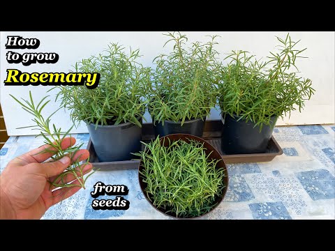 Growing Rosemary from Seed to Harvest in Containers & Pots - Step by Step