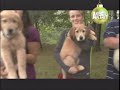 Golden Retriever - GOLDEN RETRIEVER - ABC CANINO - 101 DOGS - ESPAÑOL