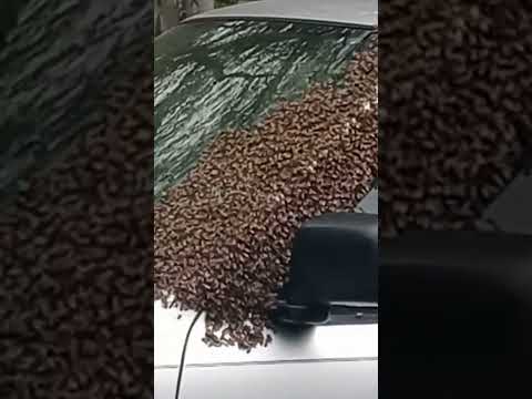 Honey Bee's Attempt To Steal Car! Huge Swarm!
