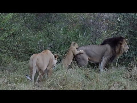 Lioness won't let male lion play with his own cubs because he killed her last litter