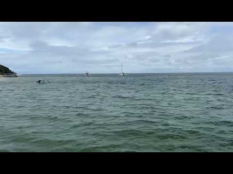 Tangaloma beach Australia