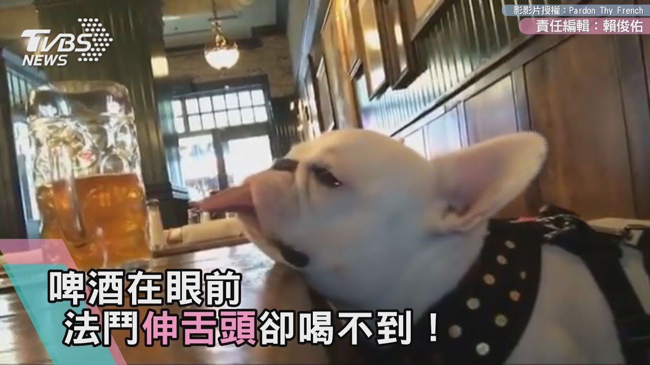 啤酒在眼前　法鬥伸舌頭卻喝不到！