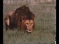 National Geographic The Big Cats 1974