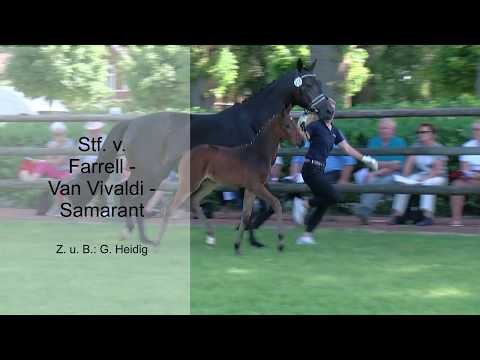 Stf v Farrell x Van Vivaldi x Samarant 2019