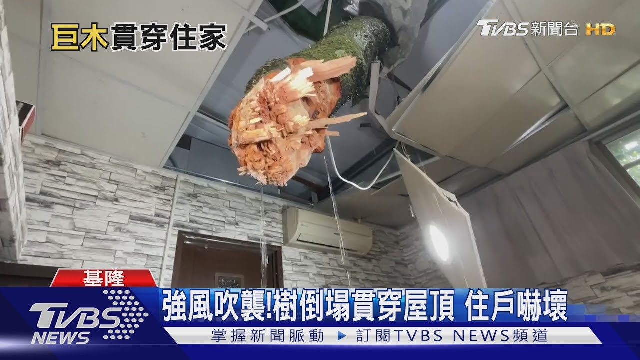 強風吹襲!樹倒塌貫穿屋頂 住戶嚇壞