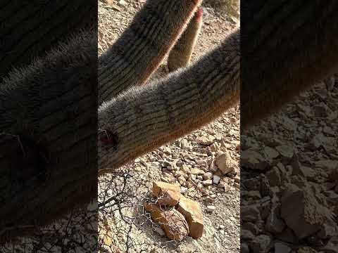 Buta Ranquil mi pueblo del norte neuquino