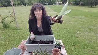 Repot with Me