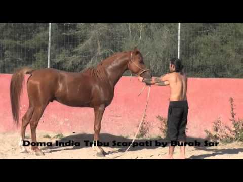 doma india tribu scarpati by burak sar /arabe /pura /macho