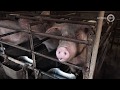 Varkensboer uit Meddo mist warme sanering