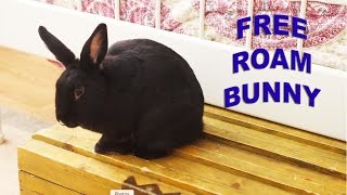 Tips on Living with a Free Roam Bunny