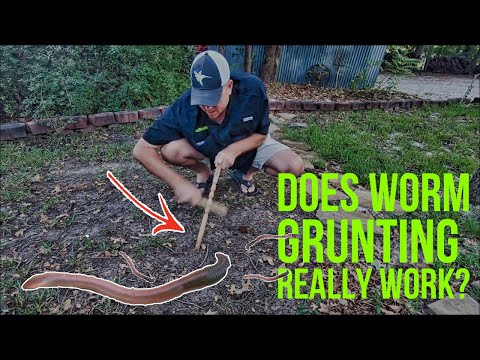 Worm Grunting: Does It REALLY Work (Worm Gitter Test)