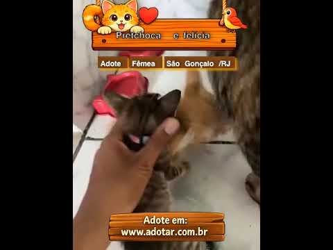 Vídeo de Pretchoca e felícia 