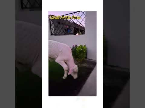 Munib Cattle Form in sdk #viralvideo #cow