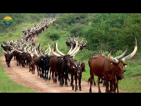 Millions Of Longhorn Cattle In America And Africa Are Raised This Way   Cattle Farming