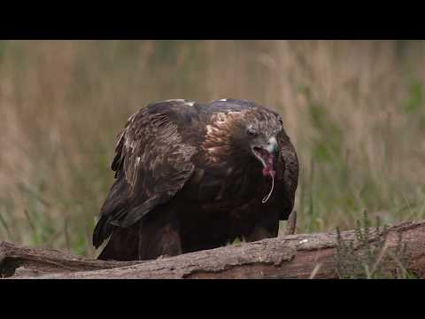 Steinadler in den polnischen Waldkarpaten