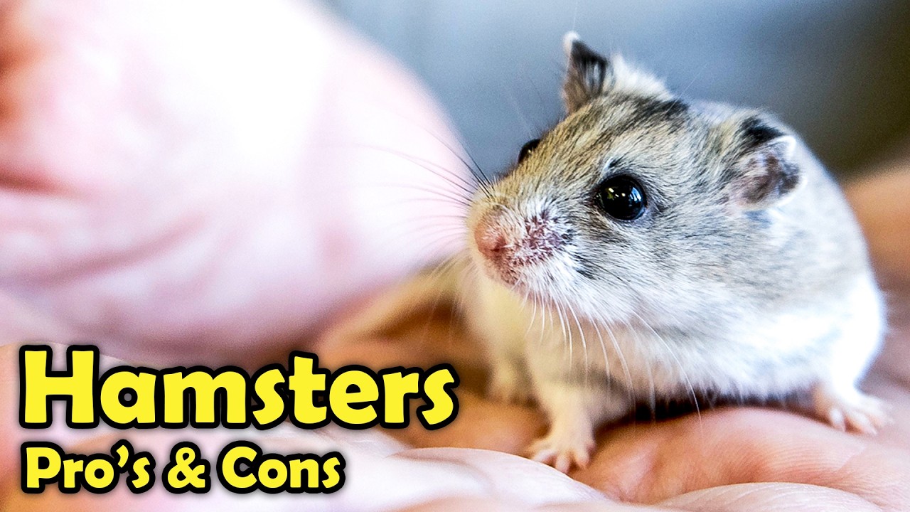 Pros & Cons of having a Hamster as a Pet!