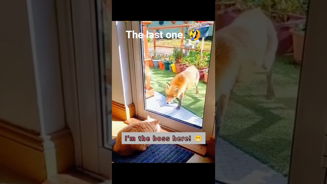 Amusing Animal Antics to Brighten Your Day