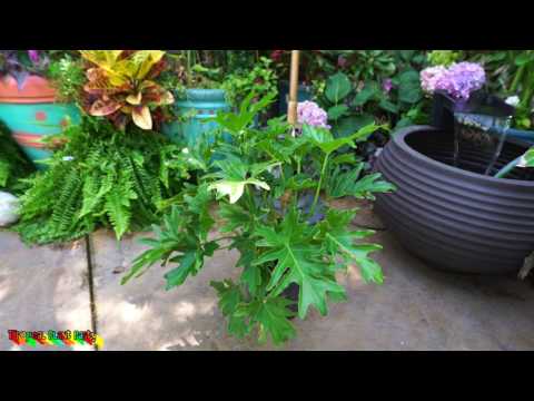 download lagu mp3 mp4 Philodendron Lickety Split, download lagu Philodendron Lickety Split gratis, unduh video klip Philodendron Lickety Split